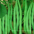 HBE08 Ansian светло-зеленый ОП семян бобы на семена овощных культур